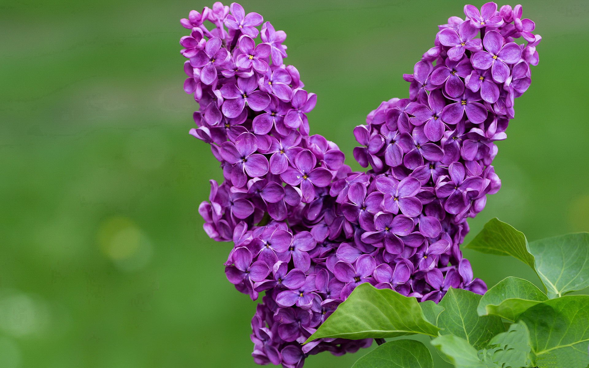 误植的头条，当芬兰对阵牙买加的比赛后，萨拉赫被评分拉满