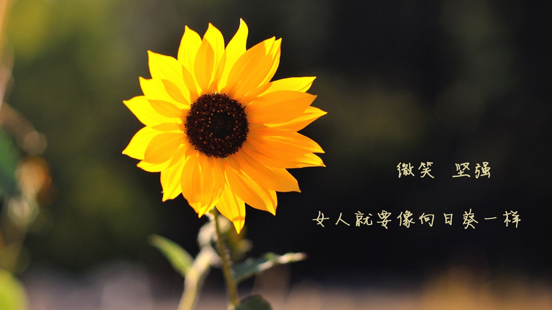 华体会体育-沙暴中的独角兽，2026世界杯D组，美国横扫阿联酋，吉鲁的最后一舞惊艳世界